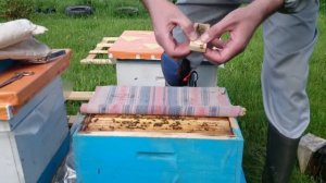 как легко подсадить матку в пересылочной клеточке вместе со свитой/пчеловодство для начинающих