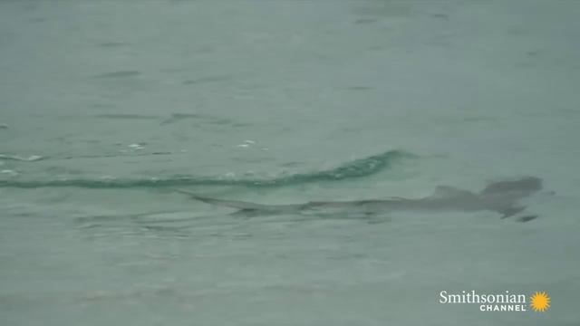 Turtle Hatchlings Face Death While Dashing to Ocean смотреть онлайн