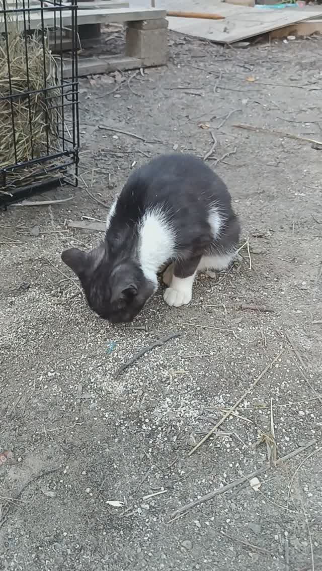 КОТ ЦЫПЛЯТА КУРИЦА #яйца #гектар #кот #курица #цыплята #котёнок #наседка #яйцо #animals #животные