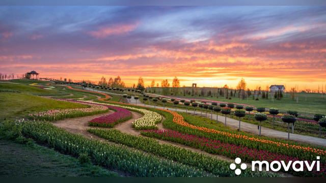 Добропарк.Тюльпани 2023 смотреть онлайн