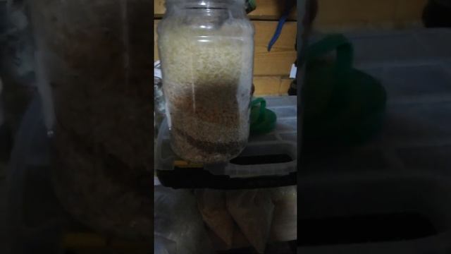 Корм собаке из каши смотреть онлайн