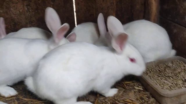 Кролики Паннон Белый смотреть онлайн