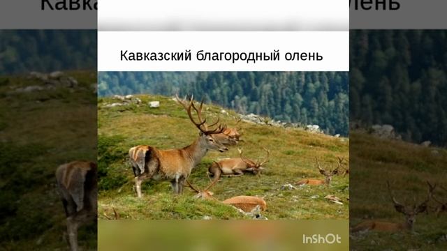 Табачненская сельская библиотека «Защитим природу вместе» смотреть онлайн