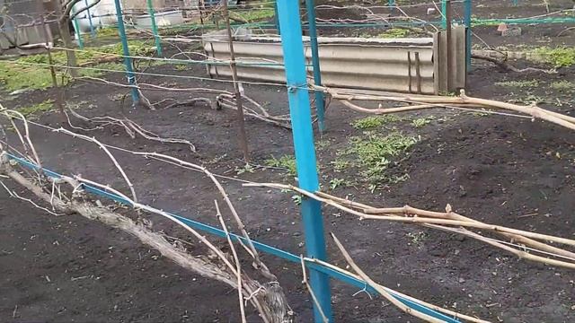 В гостях у коллеги Владислава. Как узнать сортность яблони Байя Мариса. И про виноград. смотреть онлайн