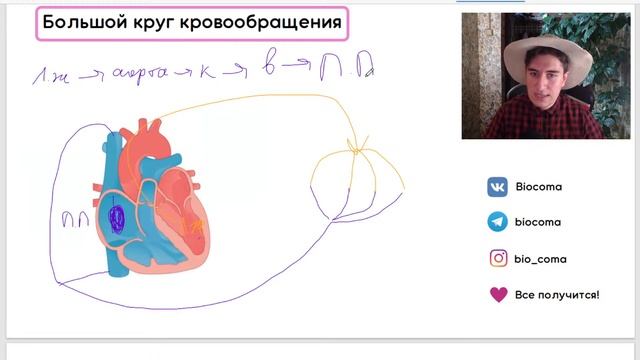 Кровеносная система | Биология ЕГЭ | Biocoma смотреть онлайн