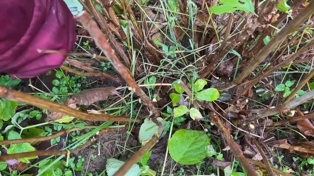 КАК ОБРЕЗАТЬ ГОРТЕНЗИЮ АНАБЕЛЬ/ВСПОМИНАЕМ ЛЕТО/ВИЗИТ ДАМЫ-КУЗНЕЧИКА смотреть онлайн