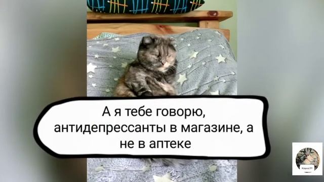 Когда у кошки плохое настроение смотреть онлайн