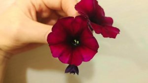 Петхоа "Бьютикал Бордо" и "Йеллоу Сан". Новинка в мировой селекции (гибрид петунии и калиброхоа)