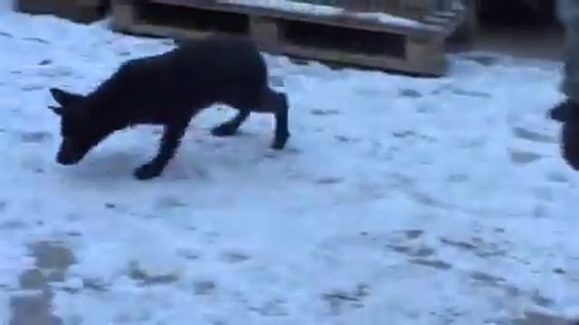 щенки еда смотреть онлайн