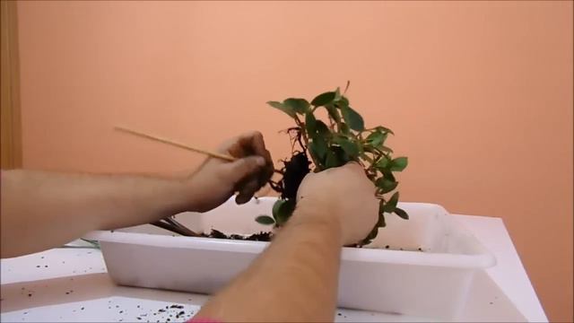 Trasplante De Un Ficus Panda. Mi Nuevo Bonsai