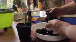 Вытянулась рассада тыквы (кабачков) что делать? 07.05.2023