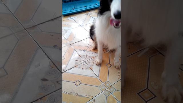 Bán chó Border Collie cái 1 năm tuổi http://yeucollie.vn смотреть онлайн