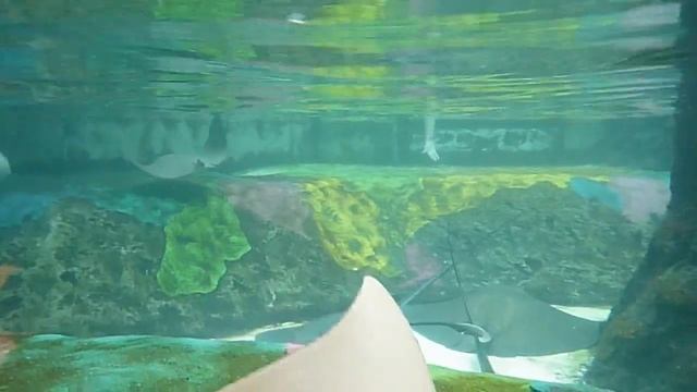 Panasonic Lumix FT25 waterproof camera - Seaworld Florida смотреть онлайн
