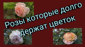Розы которые долго держат цветок. Тридцать четыре сорта.