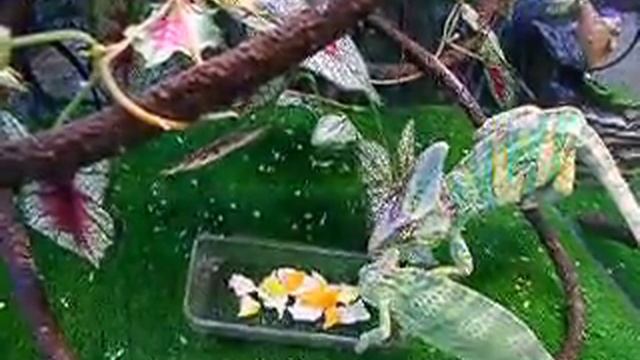 Хамелеоны едят овощи и фрукты https://vk.com/reptilprodam смотреть онлайн