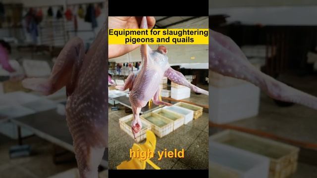 Maximizing Efficiency and Quality with Pigeon and Quail Slaughter Equipment смотреть онлайн
