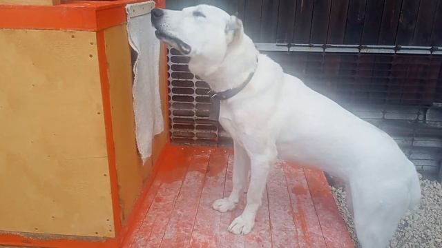 Алабай. Пополнение в семье Азиатов. История заводчика-любителя. Среднеазиатская овчарка САО. смотреть онлайн