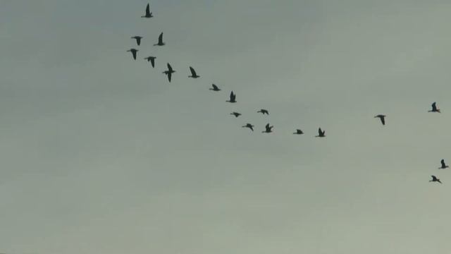 Миграция / Bird migration смотреть онлайн
