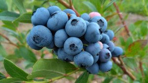 Как правильно посадить голубику весной