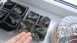 УХОД за БЕГОНИЕЙ ЭЛАТИОР ЗИМОЙ. БЕГОНИЯ отцвела, что делать? BEGONIA ELATIOR