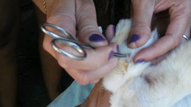 Как лечить гнойный нарыв на лапке кролика смотреть онлайн