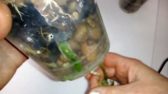 В каком грунте наращиваю корни орхидеи? смотреть онлайн