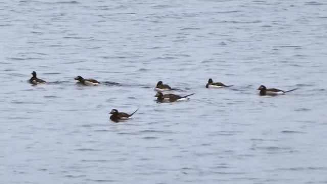 Перелетные утки на озере. смотреть онлайн