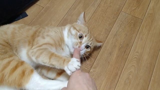 КАК ЛЕЧИТЬ ЦИСТИТ У КОШКИ. КОШКА ЗАБОЛЕЛА смотреть онлайн