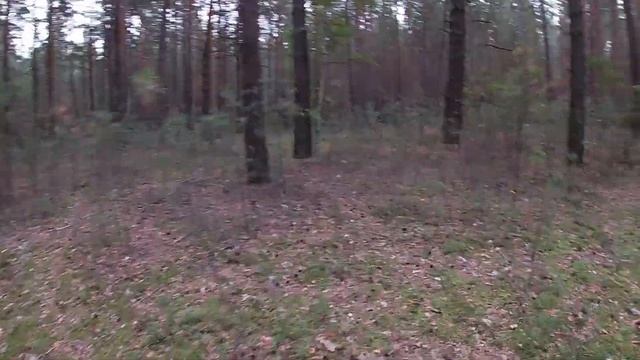 Сбор Белых боровиков. Часть 3.   #белыйгриб#тихаяохота