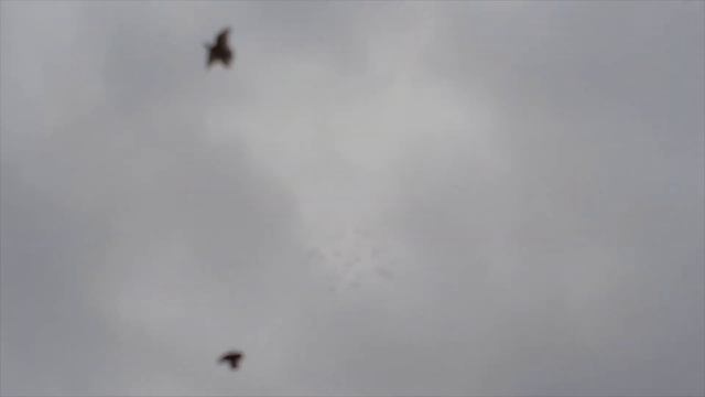 Бакинские мраморные голуби Сефера в Дербенте! смотреть онлайн