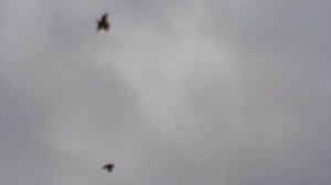 Бакинские мраморные голуби Сефера в Дербенте!