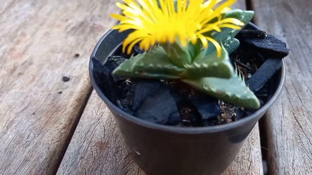 suculenta Faucaria Tigrina смотреть онлайн