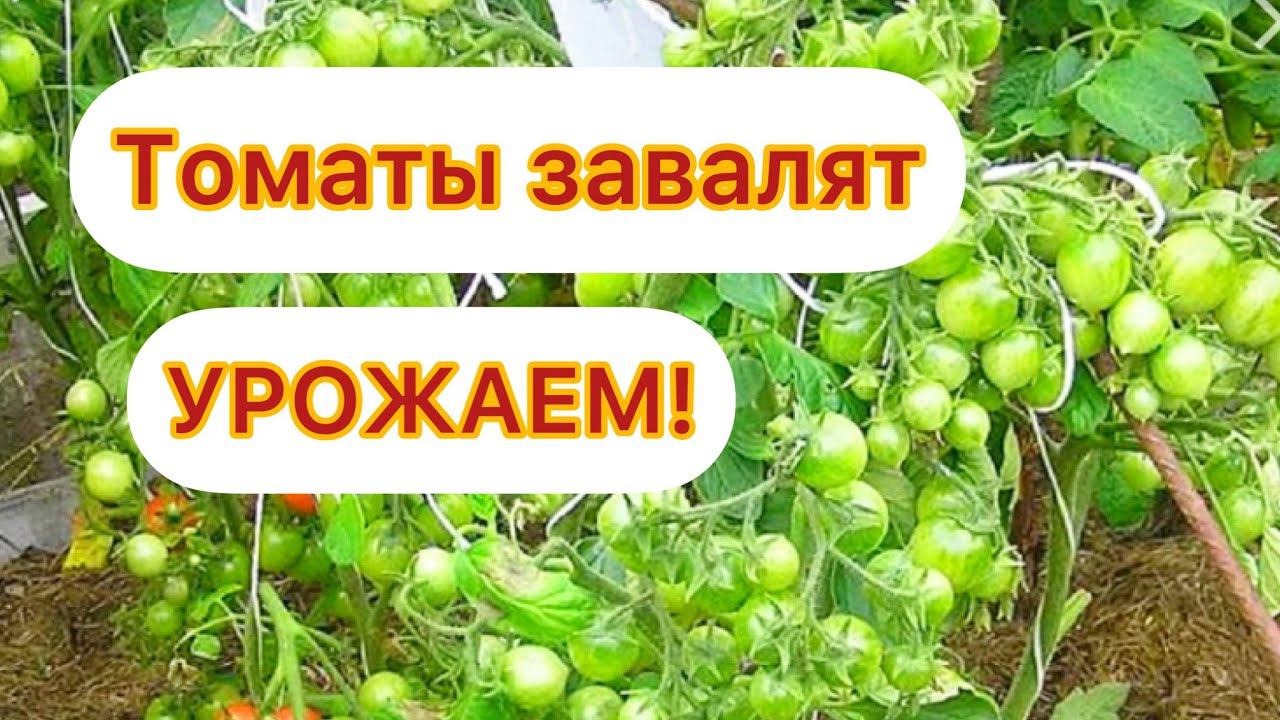 СРОЧНО 1 удобрение и ТОМАТЫ завалят урожаем, подкормка увеличит количество завязей смотреть онлайн