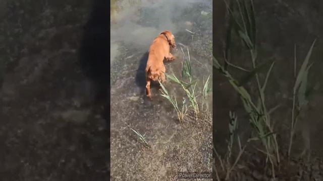 Кокер - спаниель в затопленном карьере🦆🐶