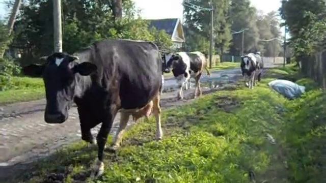 Коровы в деревне есть.wmv смотреть онлайн