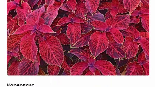 Амарант, адонис, астра, кореопсис и др. Однолетники цветущие красным Высокие и низкие смотреть онлайн