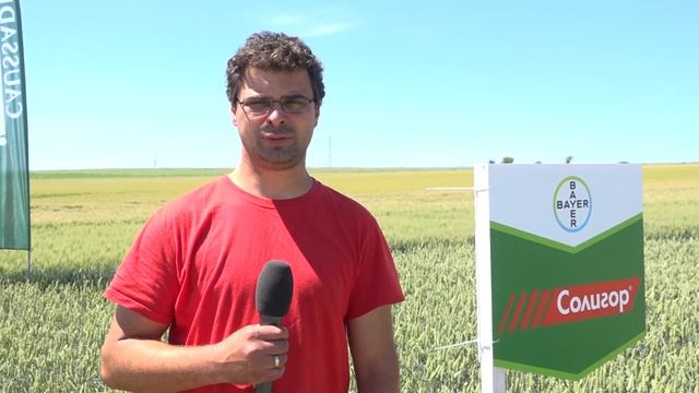 Секатор, Солигор и Сфера Макс - отлични резултати в житни смотреть онлайн