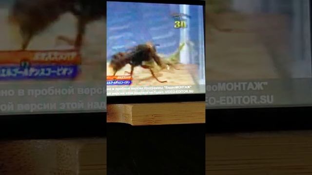 Шершень в деле! Шершень против богомола, скорпионов и пчёл! смотреть онлайн