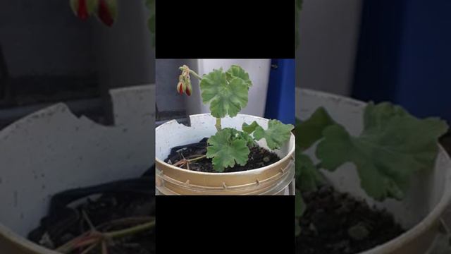 TIPOS DE GERANIOS, PELARGONIOS Y GERANIOS HIEDRA