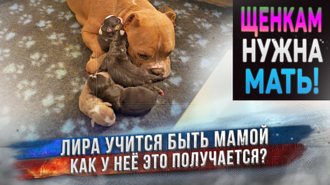 Неопытная мама собака и её щенки! смотреть онлайн