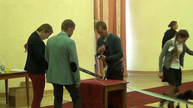 Моно чихуа 14.03.2015 Пермь эксп. Паунович избранное ДШ и БИСы смотреть онлайн