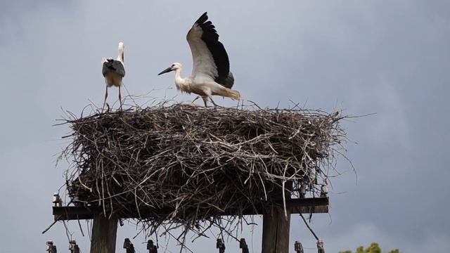 Аисты (Калининградская область) смотреть онлайн
