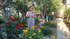 Что делать с клубникой в августе - важные 3 шага, чтобы клубника восстановилась