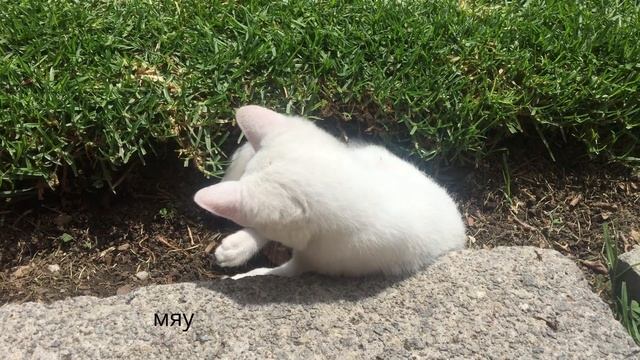 Киса смотреть онлайн