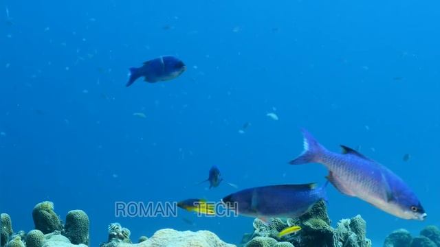 Under the sea .. Fishing / Fish under the sea// সমুদ্রের নিচে মাছ// wonderful scenery смотреть онлайн