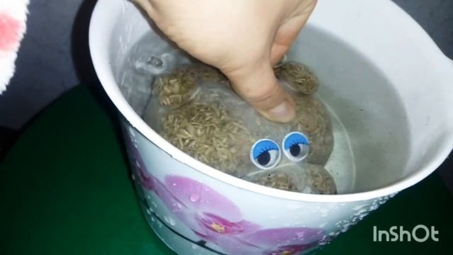 ЭКОЛЮДИК☺?. ЭкоЖивчик.Травянчик.Выращиваем травку. смотреть онлайн