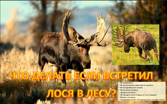 ЧТО ДЕЛАТЬ ЕСЛИ ВСТРЕТИЛ ЛОСЯ В ЛЕСУ? смотреть онлайн