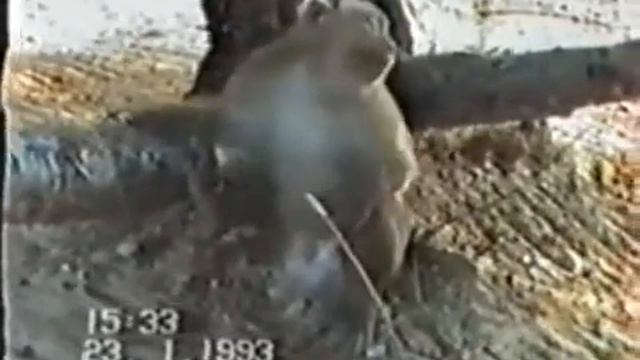 ПРИКОЛЬНЫЕ ОБЕЗЬЯНЫ смотреть онлайн