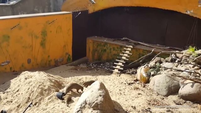 Сурки в Московском зоопарке проснулись раньше положенного срока смотреть онлайн