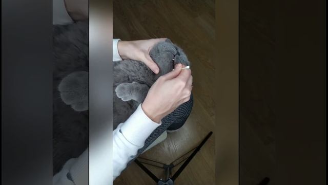 Удаление зубного налета у кошки зубным гелем для кошек Дентаведин